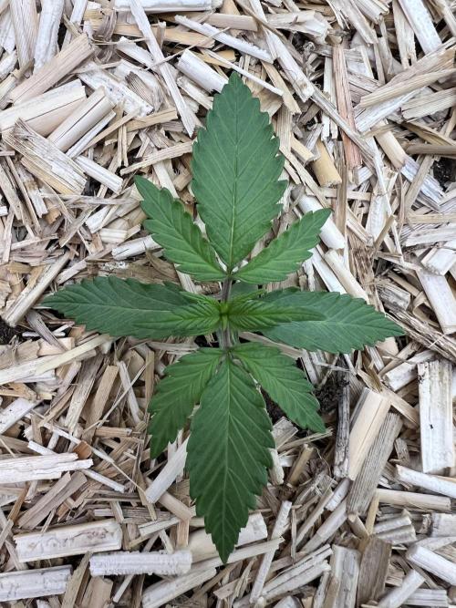 Fast Buds - Purple Haze Auto. Week 1