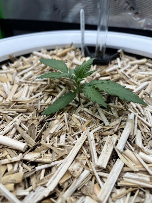 Fast Buds - Purple Haze Auto. Week 1