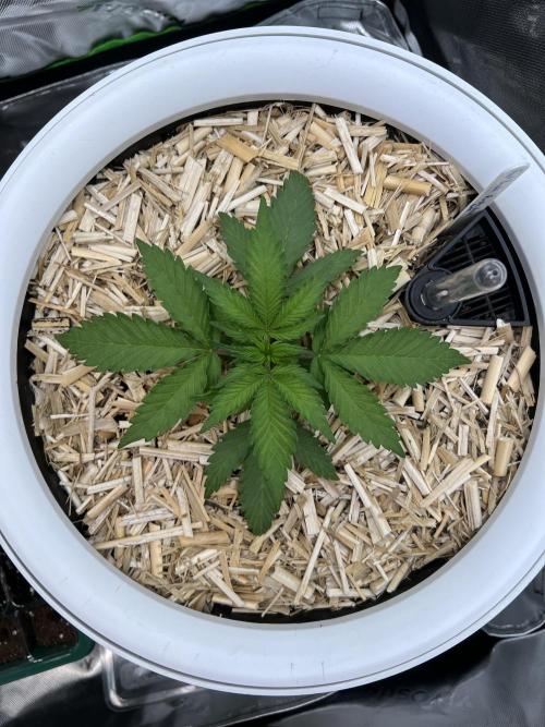 Fast Buds - Purple Haze Auto. Week 2