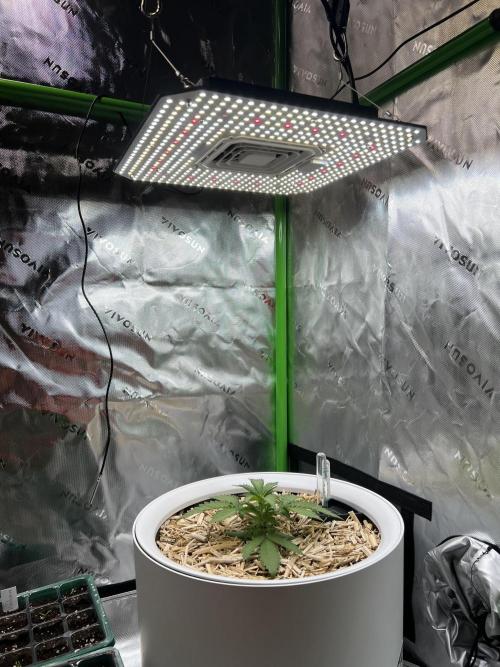 Fast Buds - Purple Haze Auto. Week 2