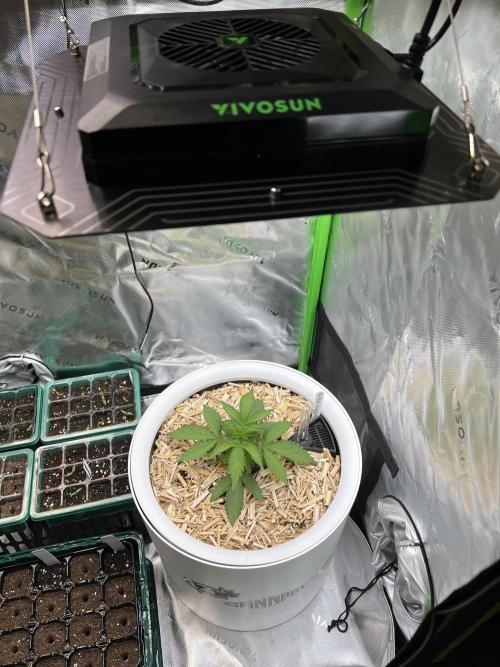 Fast Buds - Purple Haze Auto. Week 2