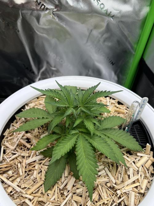 Fast Buds - Purple Haze Auto. Week 3