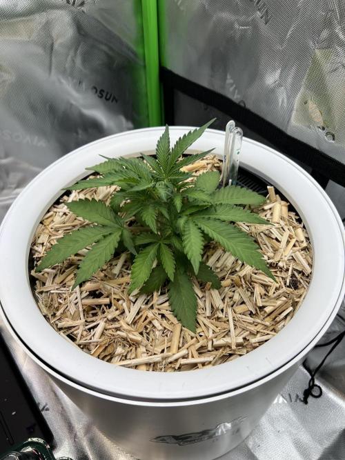 Fast Buds - Purple Haze Auto. Week 3