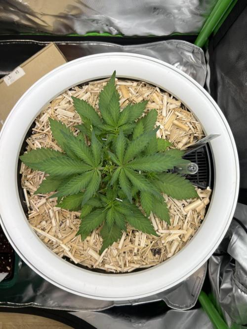 Fast Buds - Purple Haze Auto. Week 3