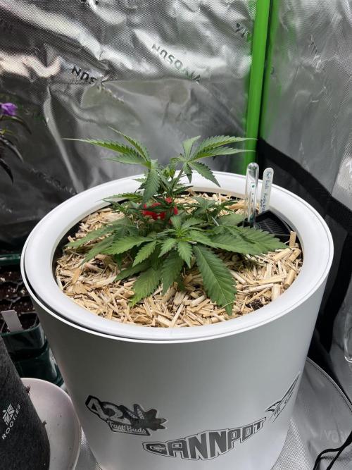 Fast Buds - Purple Haze Auto. Week 3