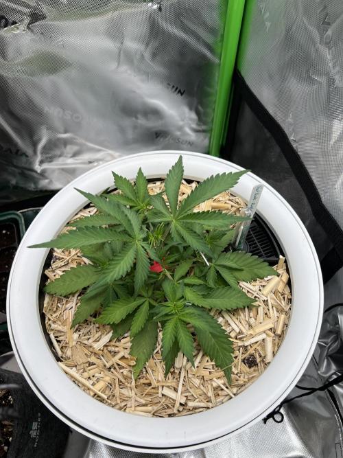 Fast Buds - Purple Haze Auto. Week 3