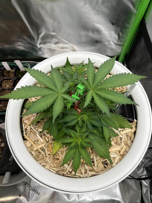 Fast Buds - Purple Haze Auto. Week 4
