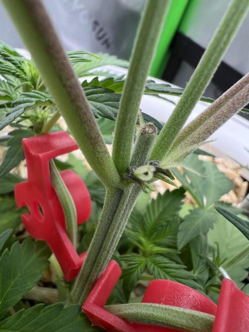 Fast Buds - Purple Haze Auto. Week 4