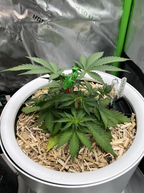 Fast Buds - Purple Haze Auto. Week 4