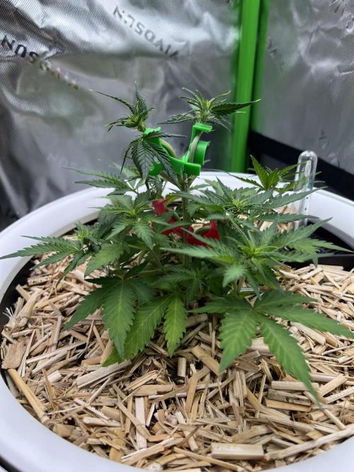 Fast Buds - Purple Haze Auto. Week 4