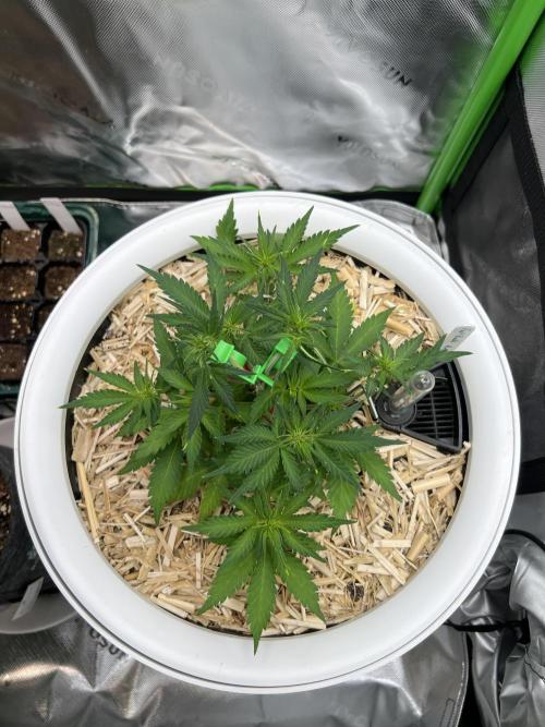 Fast Buds - Purple Haze Auto. Week 4