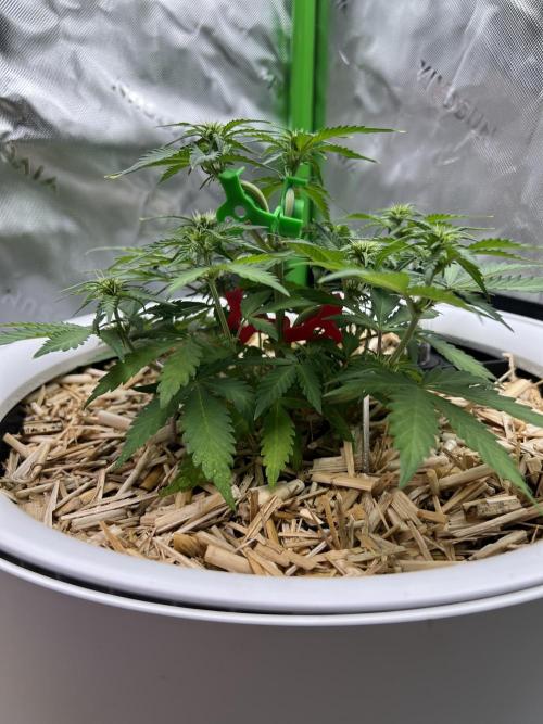 Fast Buds - Purple Haze Auto. Week 5