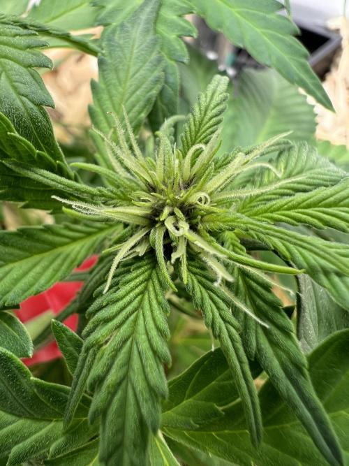 Fast Buds - Purple Haze Auto. Week 5