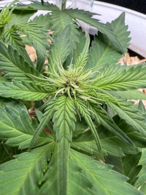 Fast Buds - Purple Haze Auto. Week 5