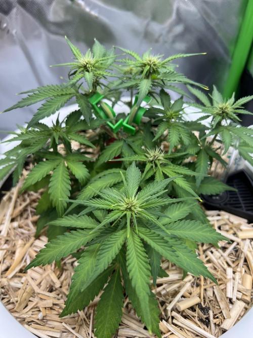 Fast Buds - Purple Haze Auto. Week 5