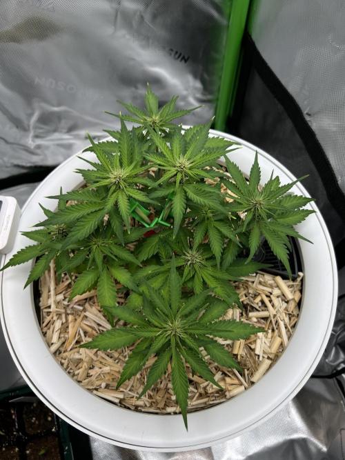 Fast Buds - Purple Haze Auto. Week 5