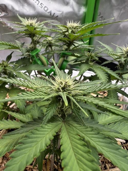 Fast Buds - Purple Haze Auto. Week 5