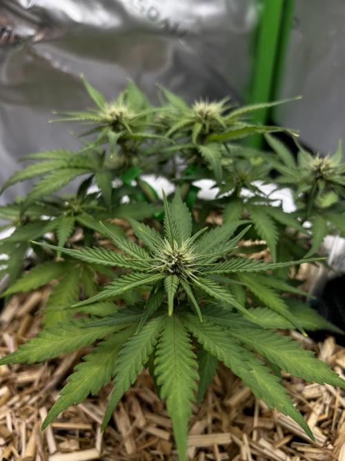 Fast Buds - Purple Haze Auto. Week 5