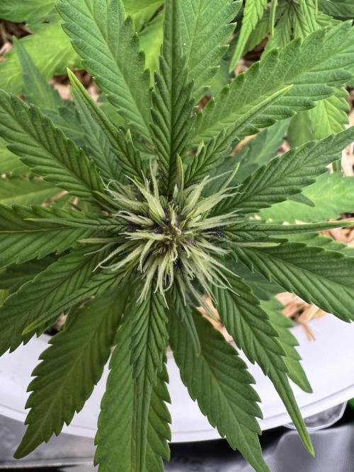 Fast Buds - Purple Haze Auto. Week 5