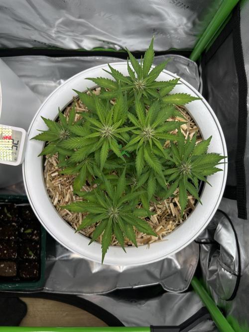 Fast Buds - Purple Haze Auto. Week 5