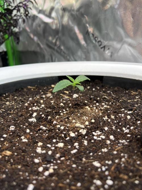 GoodGenetix | Thundae-G Auto. Week 1