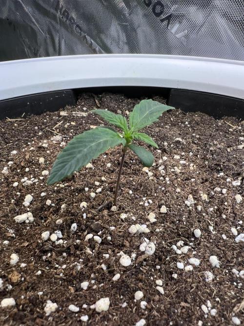 GoodGenetix | Thundae-G Auto. Week 1