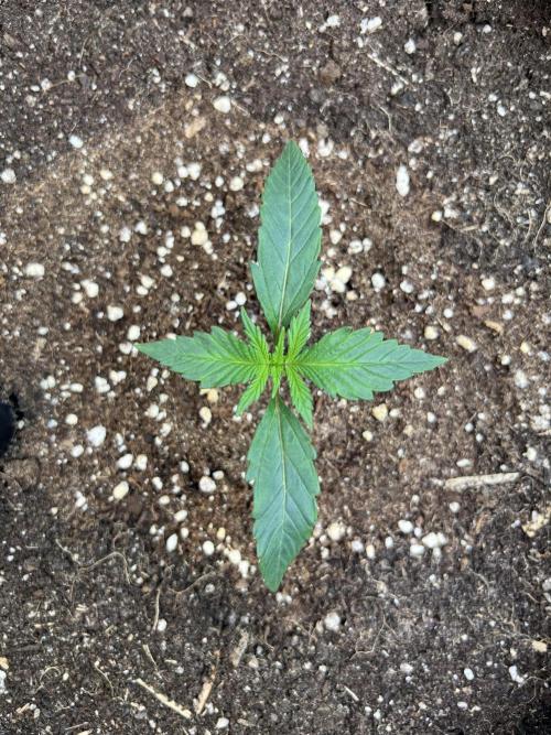 GoodGenetix | Thundae-G Auto. Week 1