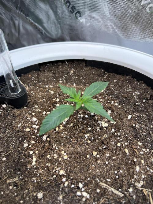 GoodGenetix | Thundae-G Auto. Week 1