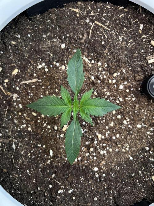 GoodGenetix | Thundae-G Auto. Week 1