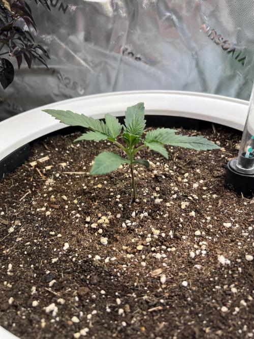 GoodGenetix | Thundae-G Auto. Week 1