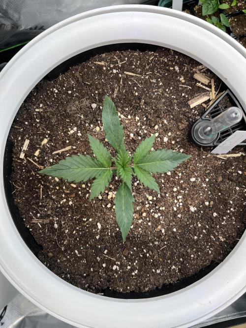 GoodGenetix | Thundae-G Auto. Week 1