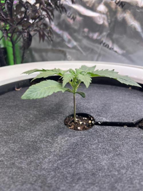 GoodGenetix | Thundae-G Auto. Week 1