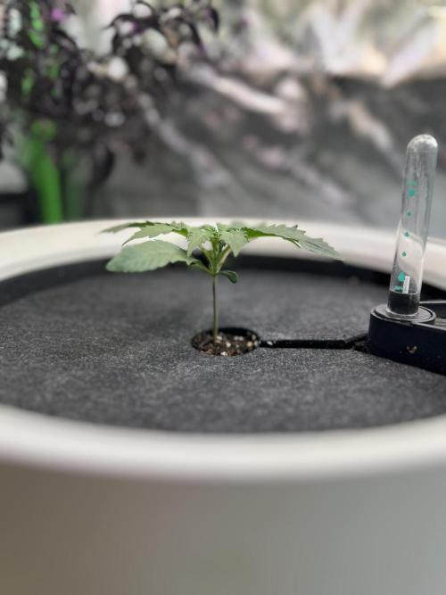 GoodGenetix | Thundae-G Auto. Week 1