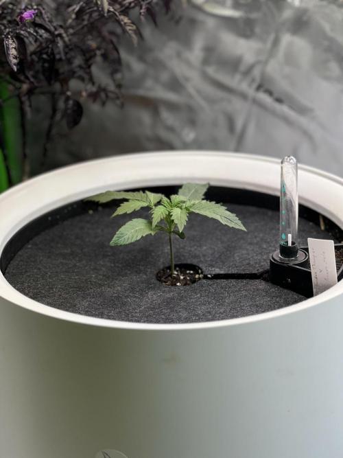 GoodGenetix | Thundae-G Auto. Week 1