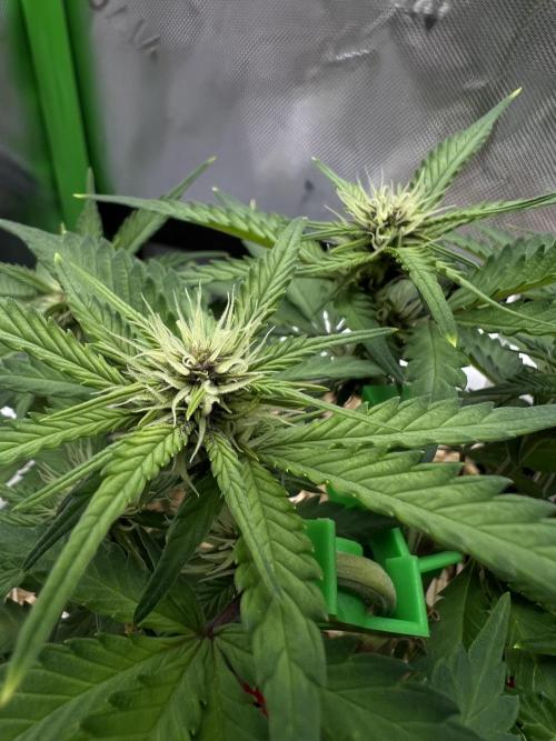 Fast Buds - Purple Haze Auto. Week 5