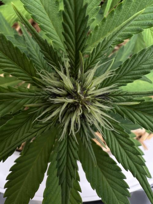 Fast Buds - Purple Haze Auto. Week 5
