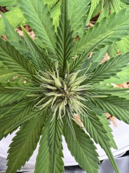 Fast Buds - Purple Haze Auto. Week 5