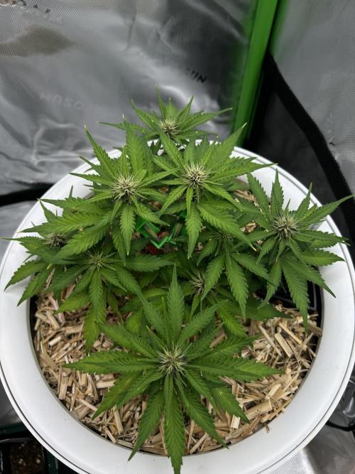 Fast Buds - Purple Haze Auto. Week 5