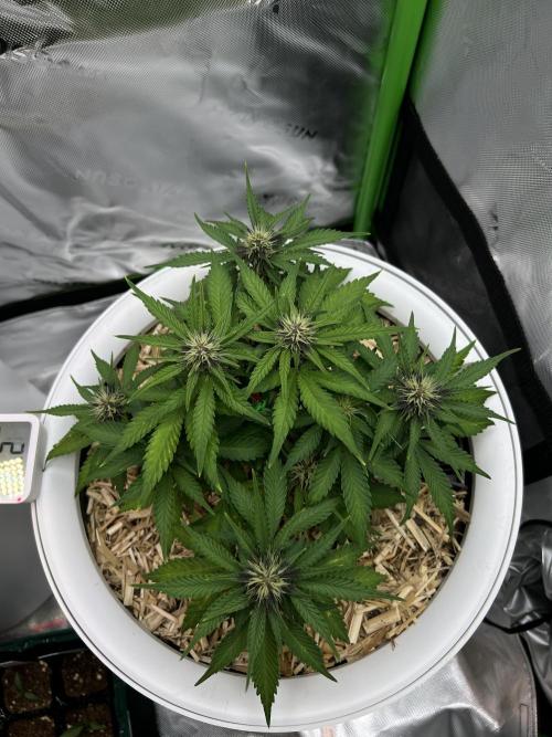 Fast Buds - Purple Haze Auto. Week 6
