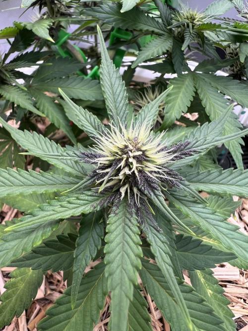 Fast Buds - Purple Haze Auto. Week 6