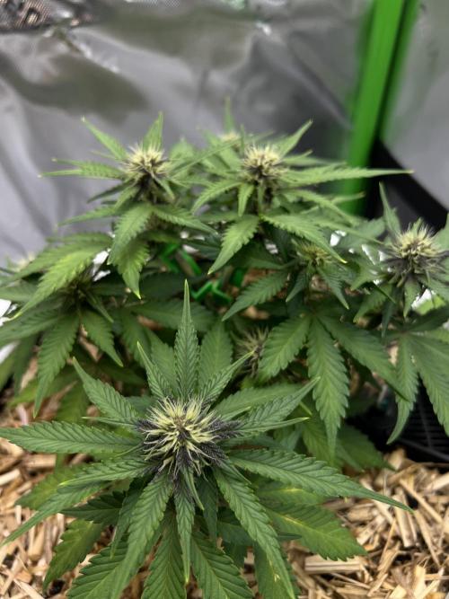 Fast Buds - Purple Haze Auto. Week 6