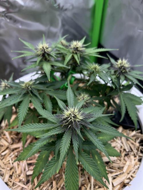 Fast Buds - Purple Haze Auto. Week 6