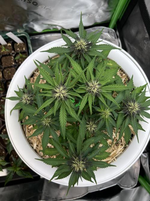 Fast Buds - Purple Haze Auto. Week 6