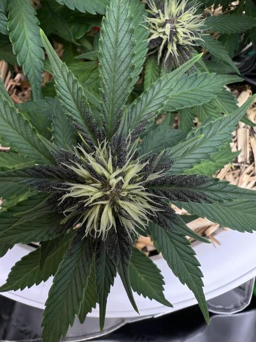 Fast Buds - Purple Haze Auto. Week 6