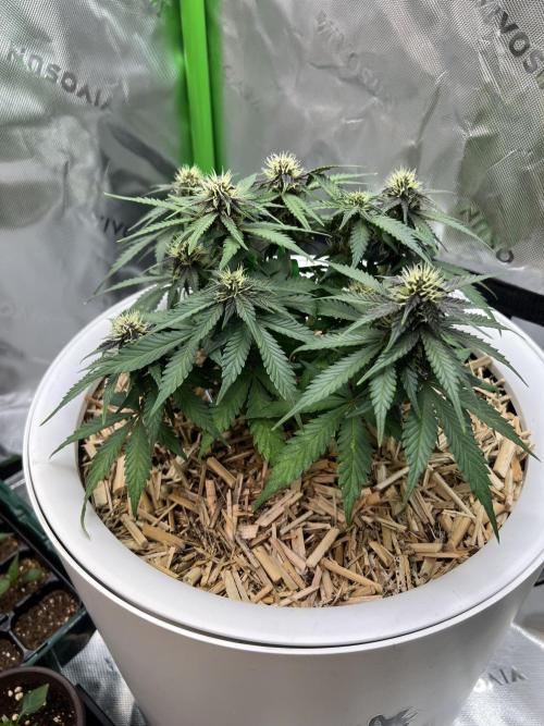 Fast Buds - Purple Haze Auto. Week 6