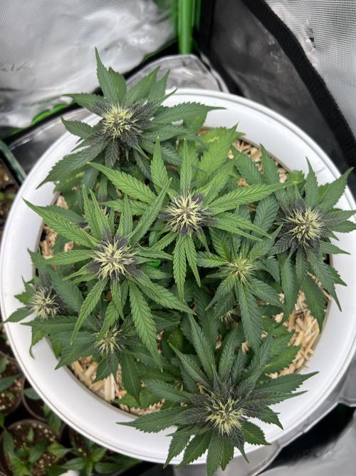 Fast Buds - Purple Haze Auto. Week 6