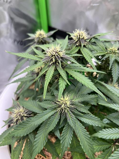 Fast Buds - Purple Haze Auto. Week 6