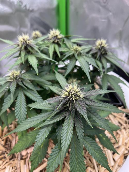 Fast Buds - Purple Haze Auto. Week 6