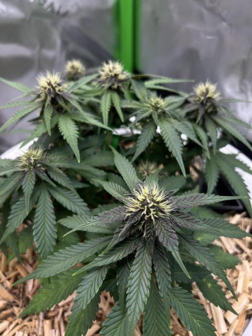 Fast Buds - Purple Haze Auto. Week 6