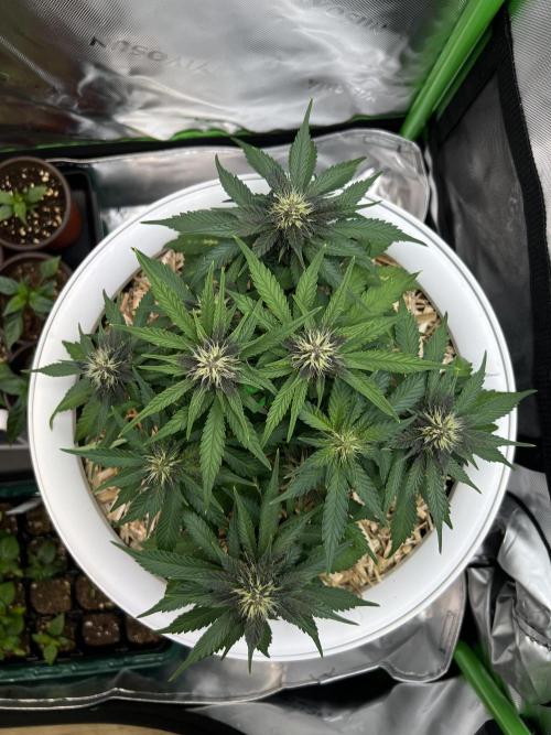 Fast Buds - Purple Haze Auto. Week 6